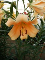 [4142 Eudoxia No302.JPG]